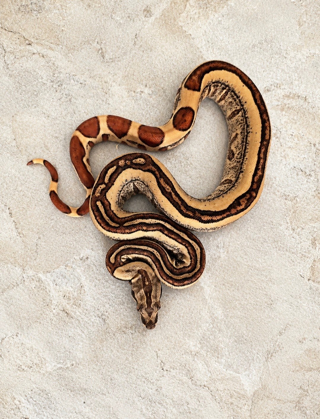 Schitterende Boa Constrictor Boa Constrictor - unknown for sale from mp1920