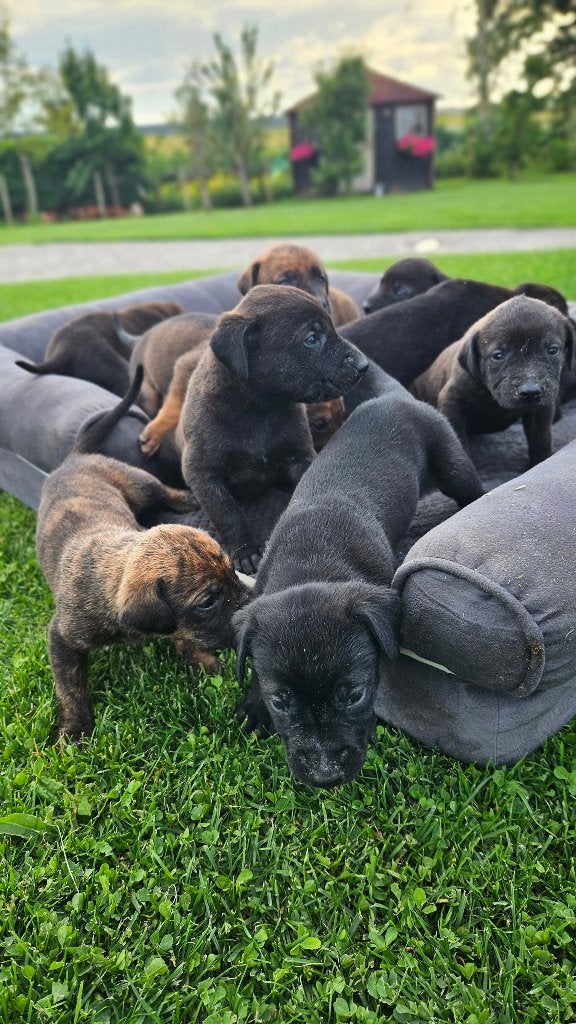 Lieve Hollandse Herder X Labrador pups zoeken een baasje!, Dieren en Toebehoren, Honden | Herdershonden en Veedrijvers, 8 tot 15 weken