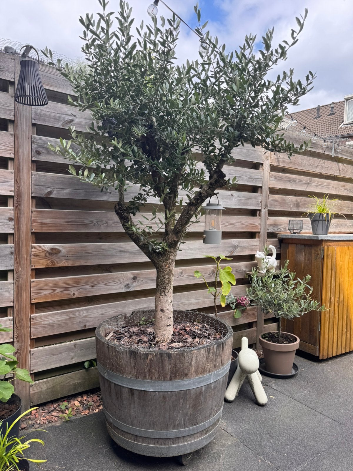 Olijfboom in wijnvat met wieltjes (te koop/te huur), Tuin en Terras, Planten | Bomen, Bloeit niet, 100 tot 250 cm, Olijfboom, Ophalen