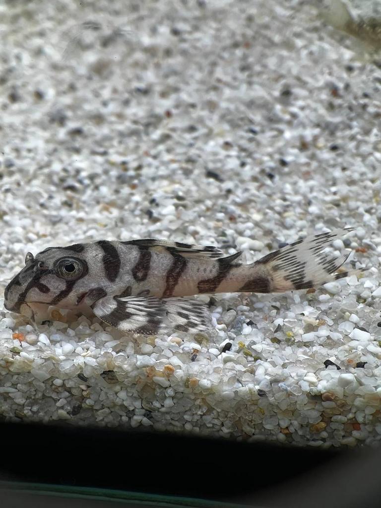 Hypancistrus L236 Super White pleco (3-3,5 cm), Dieren en Toebehoren, Vissen | Aquariumvissen, Vis