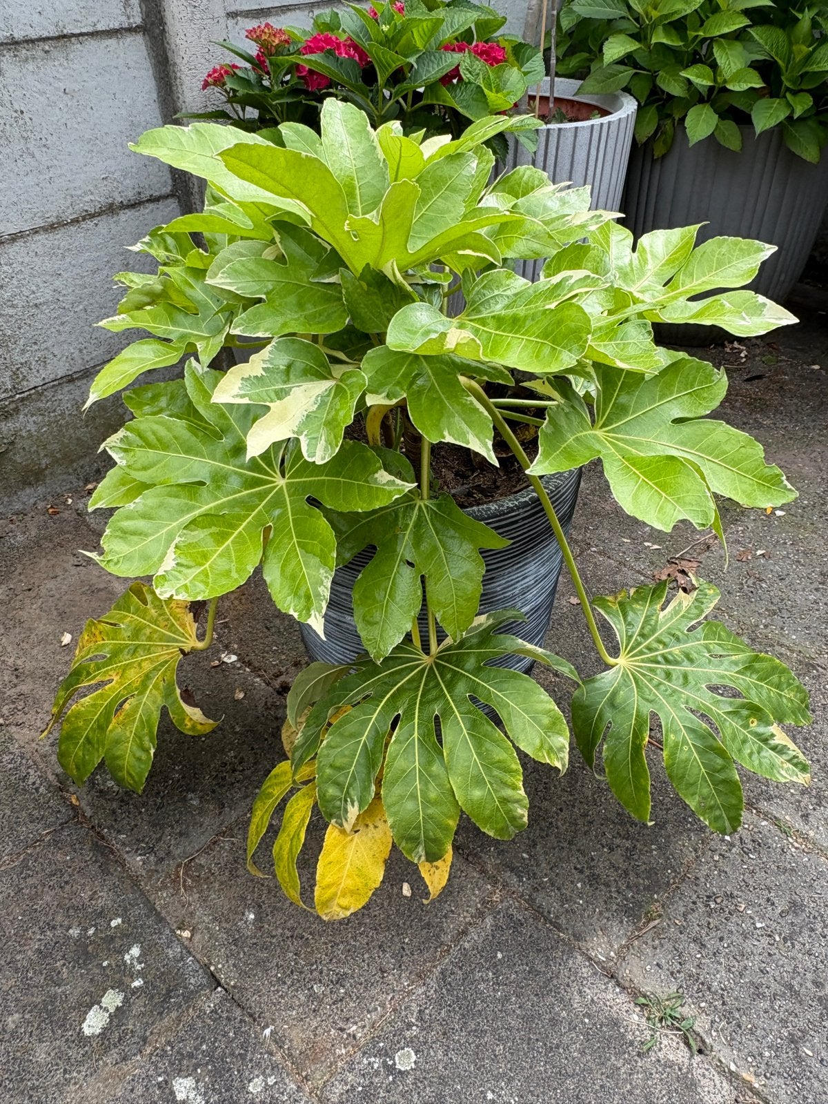 Fatsia Japonica in een capi bloempot, Ophalen, Overige soorten
