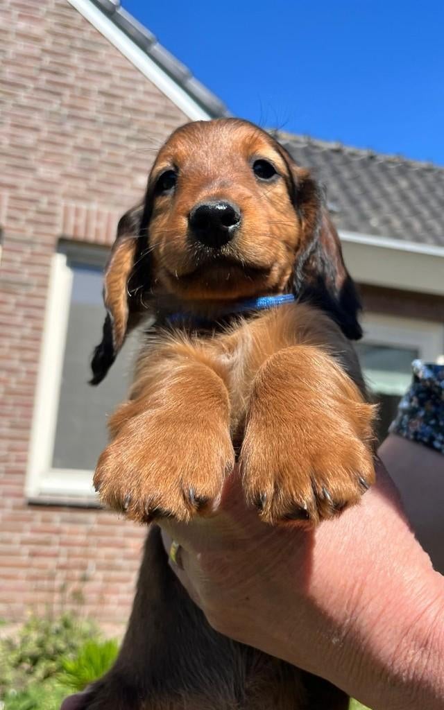 Langharige teckel pups, Dieren en Toebehoren, Honden | Teckels en Dashonden, Standaard, 8 tot 15 weken, Langhaar, Meerdere