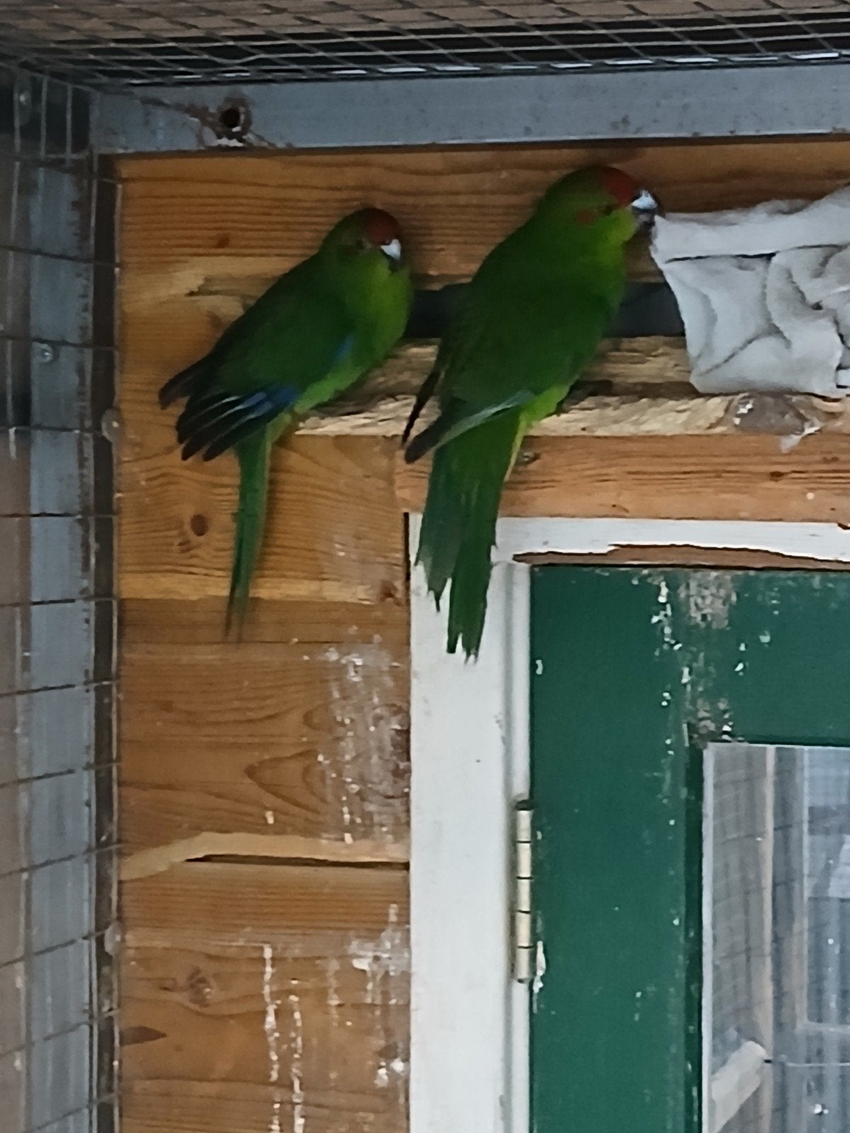 Te koop een groen koppel kakarikies

Het koppel is niet geri, Meerdere dieren, Parkiet