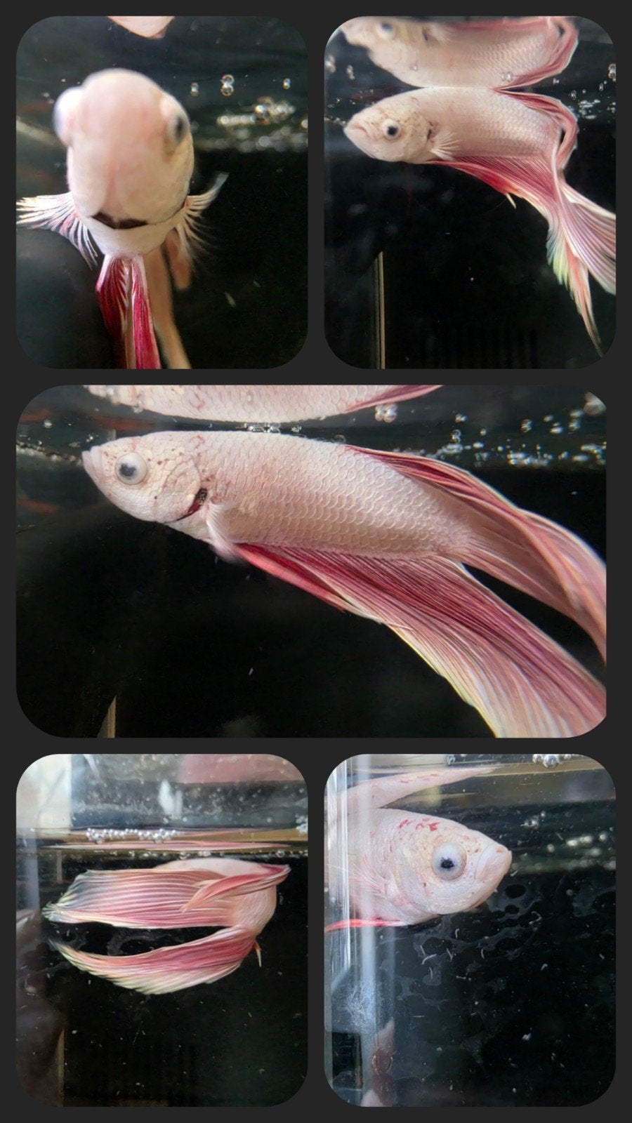 Veiltail Dragon Betta Fish pink man, Ophalen