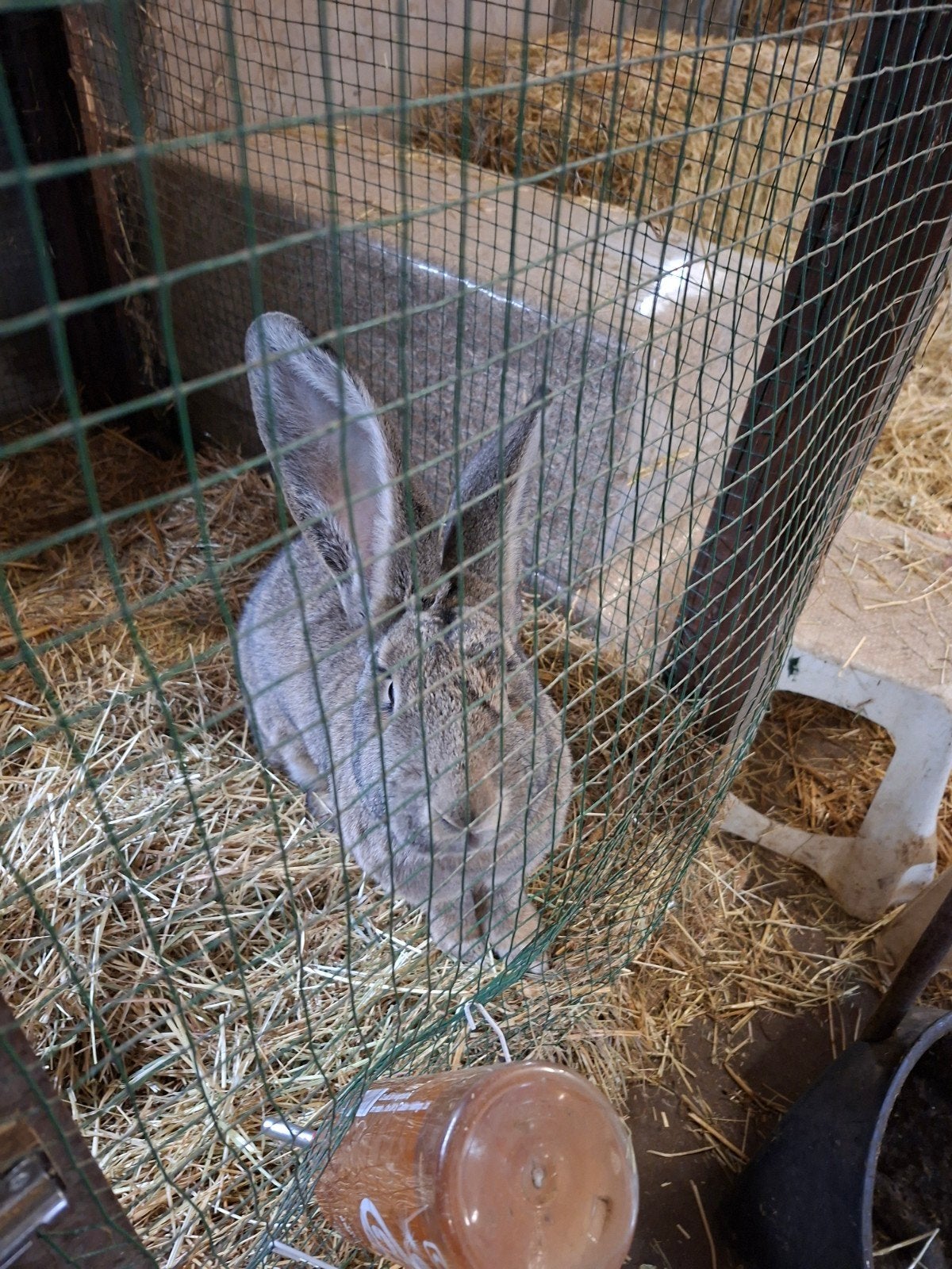 Mooie Vlaamse reus, Dieren en Toebehoren, Vrouwelijk, Groot