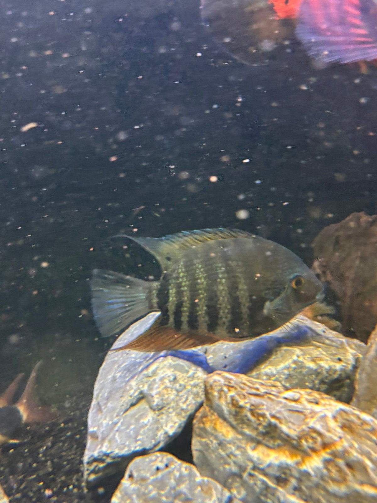 Heros severum rotkeil, Vis