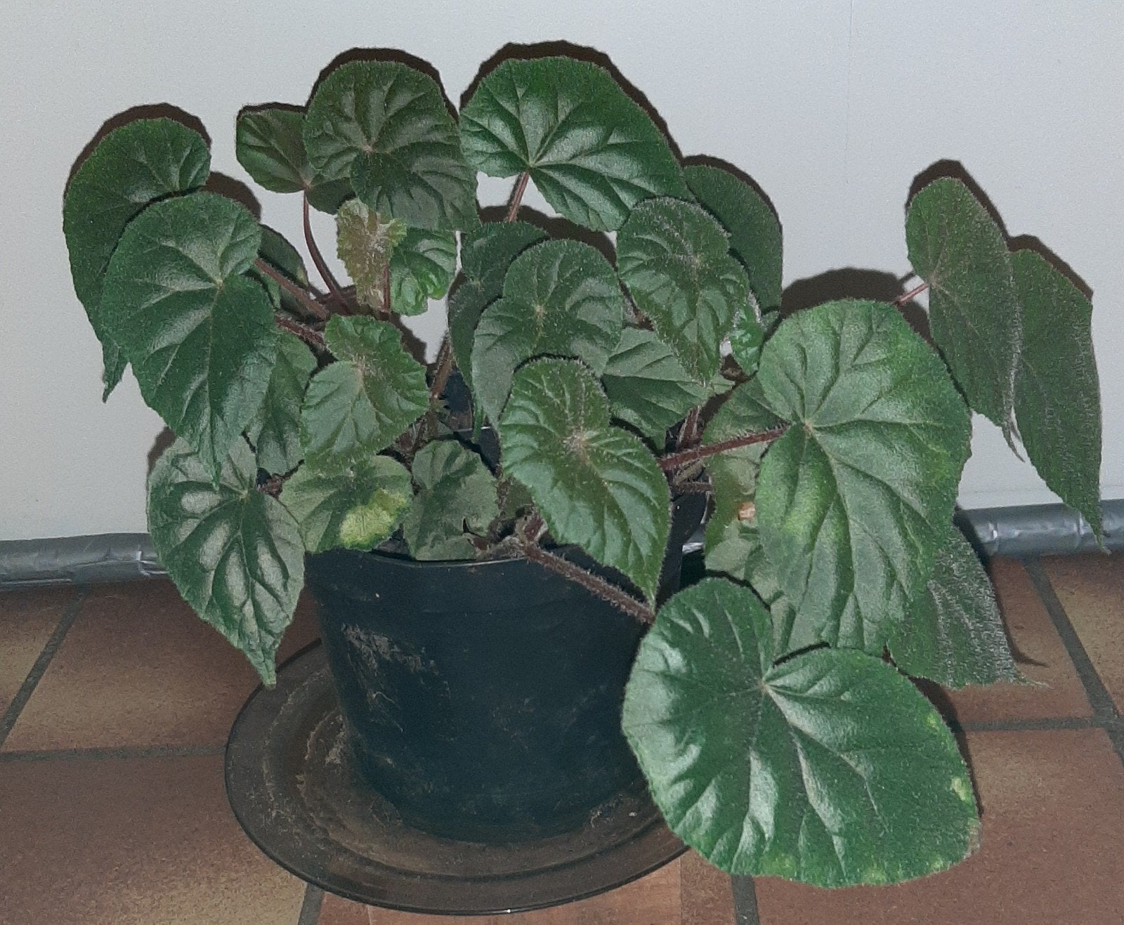 Begonia Oldemor x credneri, Huis en Inrichting, Kamerplanten, Groene kamerplant, Ophalen, Halfschaduw, Minder dan 100 cm