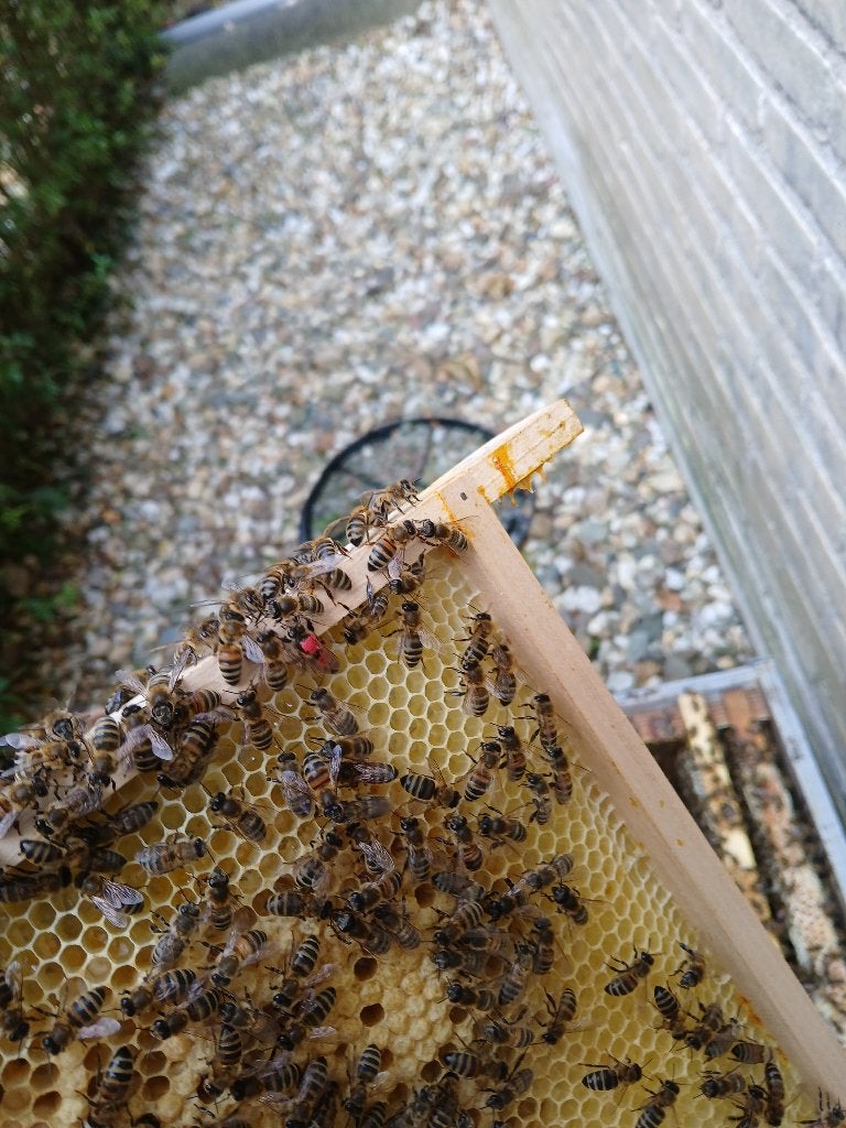 6-ramer Carnica bijenvolk, Dieren en Toebehoren, Bijen