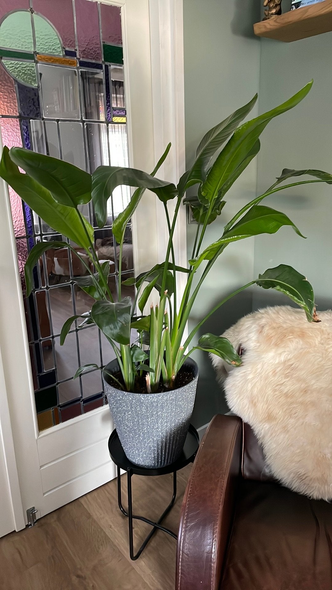 Grote kamerplant Paradijsvogelplant Strelitzia incl pot, Huis en Inrichting, Ophalen, Halfschaduw