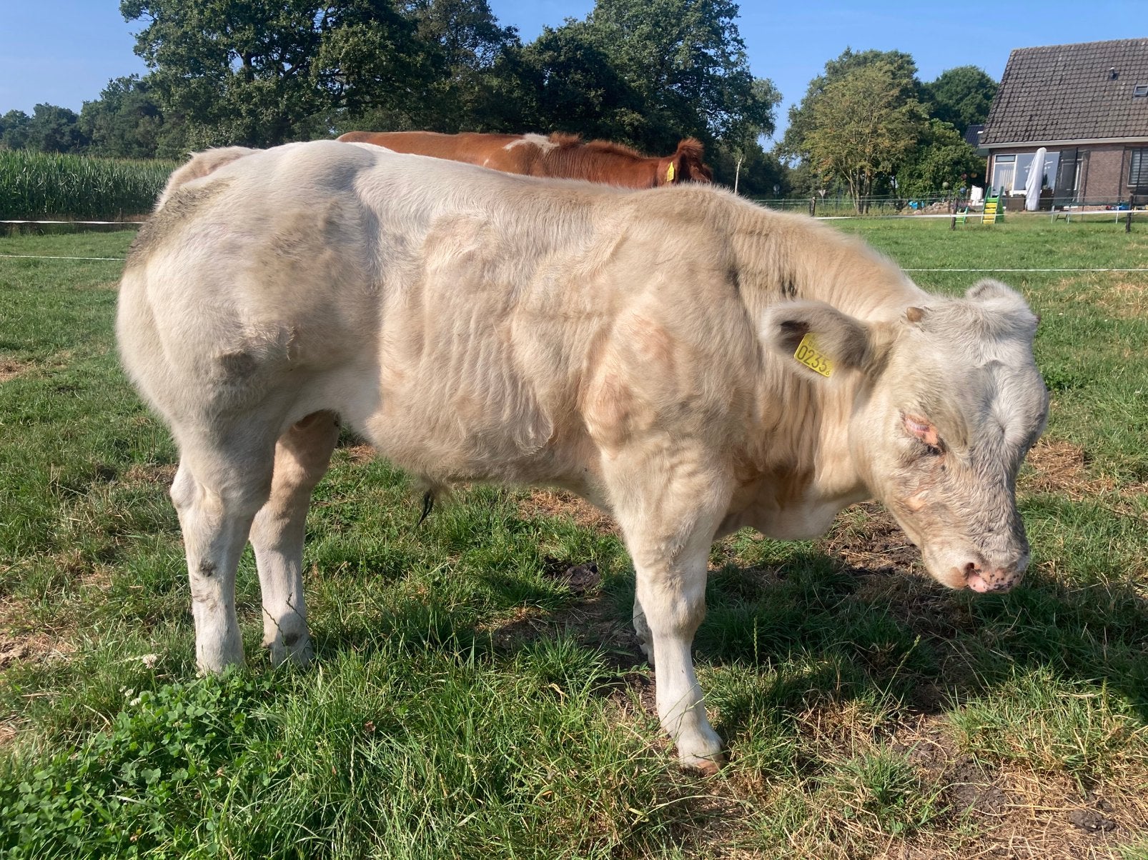 100 % bb stamboek dikbil stierkalf, Vrouwelijk
