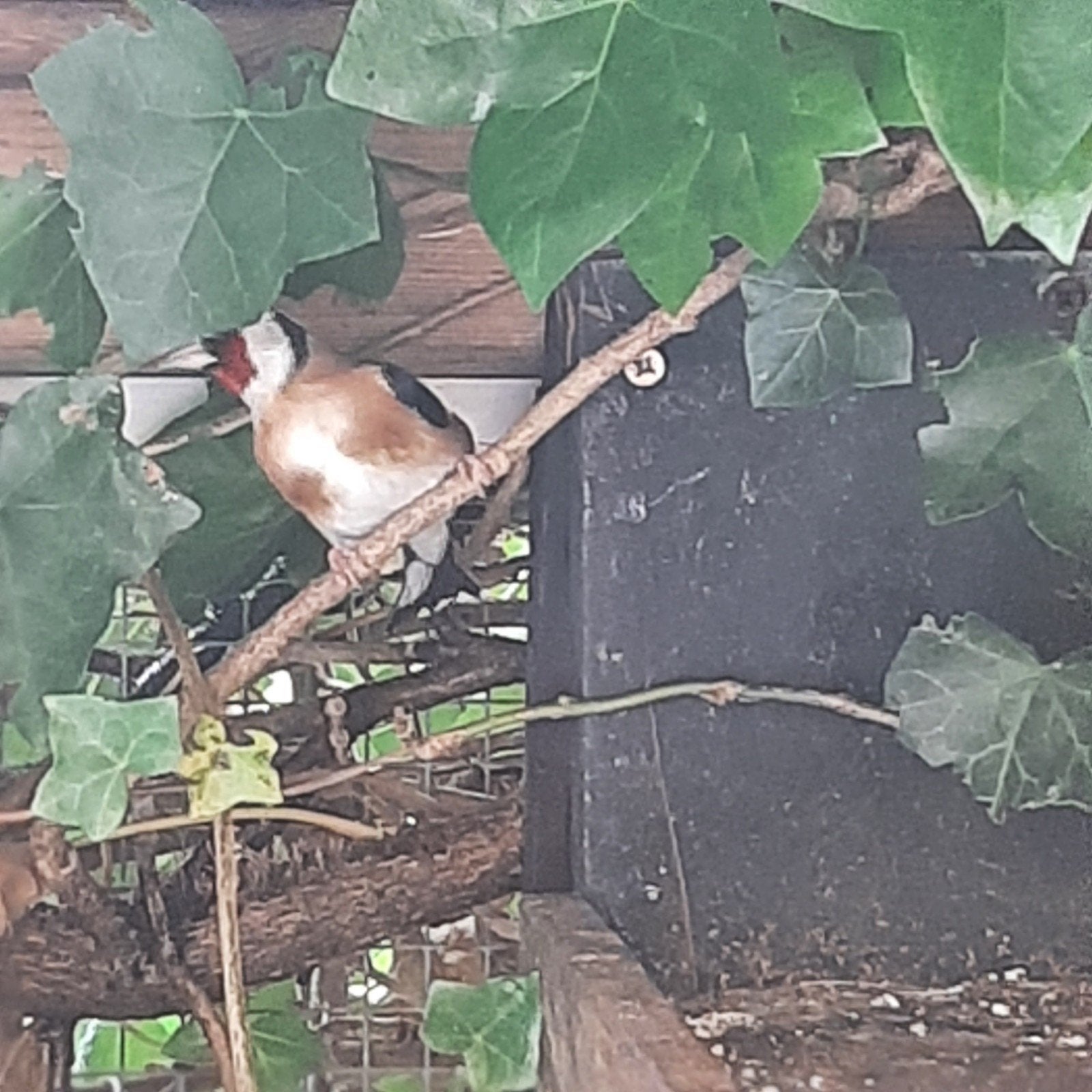 Putter man, Mannelijk, Wildzangvogel