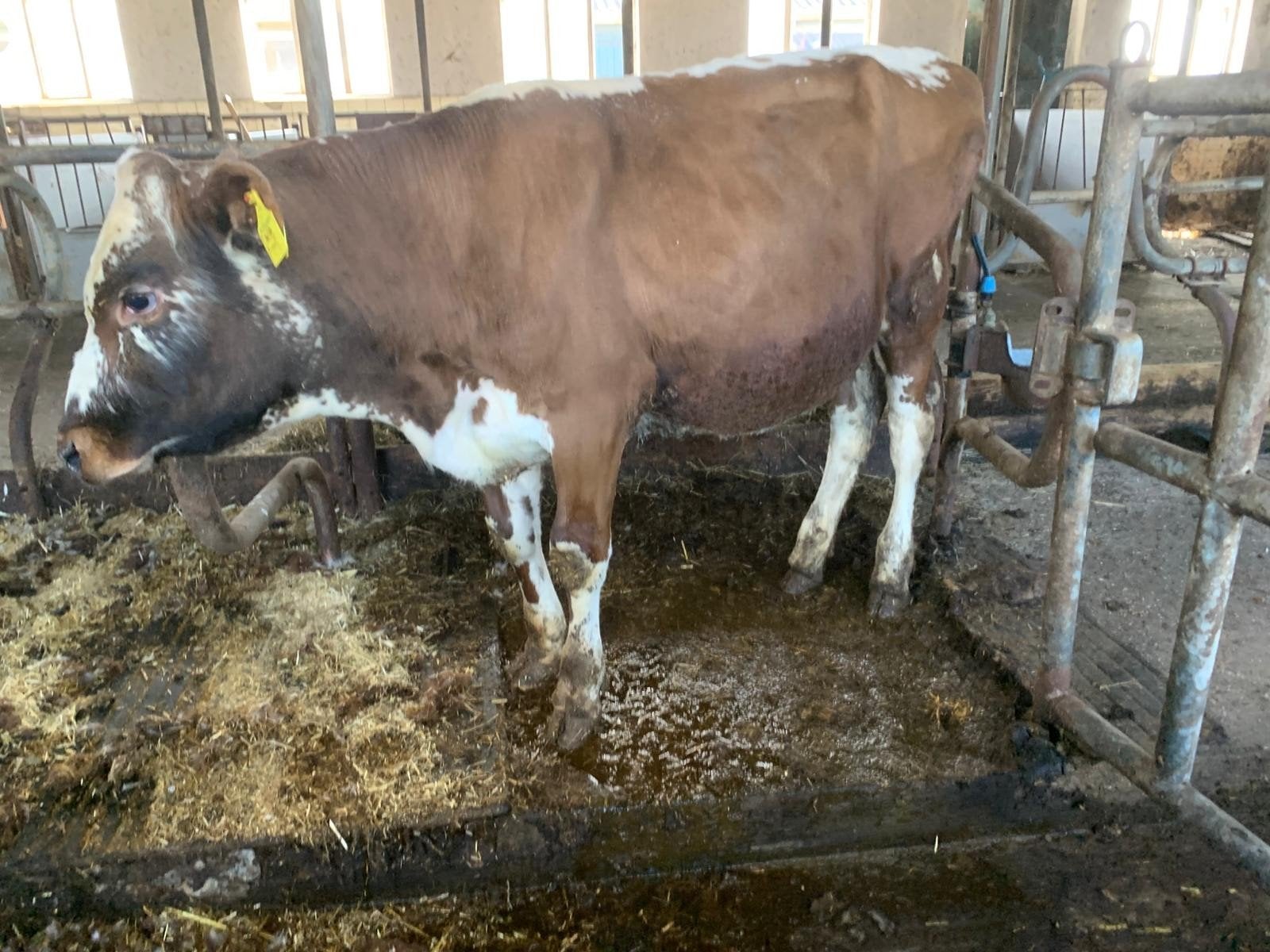 Stier witrug / witrik, roodbont, hoornloos, Mannelijk