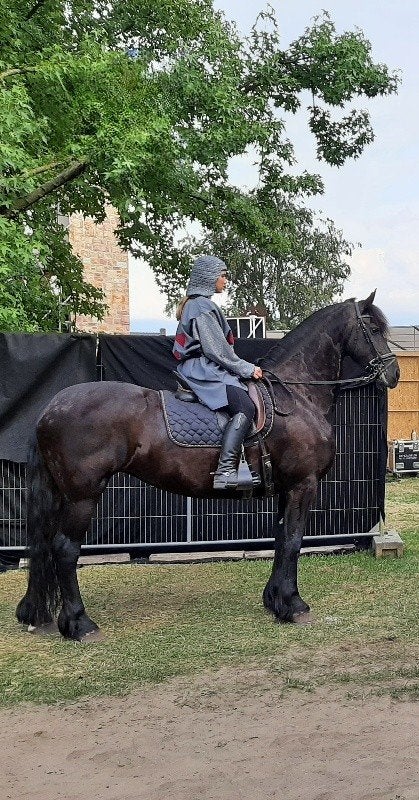 Friese merrie 9 jr 1.68m, Dieren en Toebehoren, Paarden, Merrie, Met stamboom, B, 7 tot 10 jaar