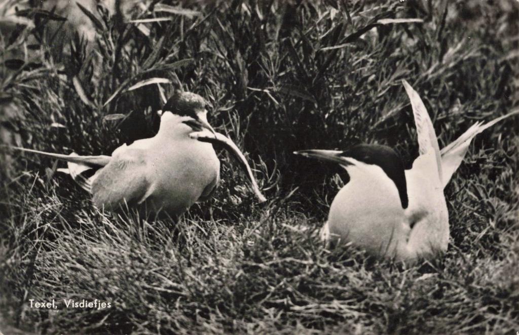 Texel Visdiefjes vogel OM158, Ophalen, 1940 tot 1960, Gelopen, Waddeneilanden