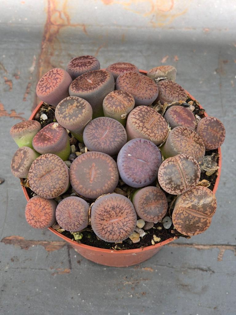 Lithops Levende stenen p8 (3), Huis en Inrichting, Kamerplanten, Ophalen of Verzenden, Halfschaduw, Minder dan 100 cm