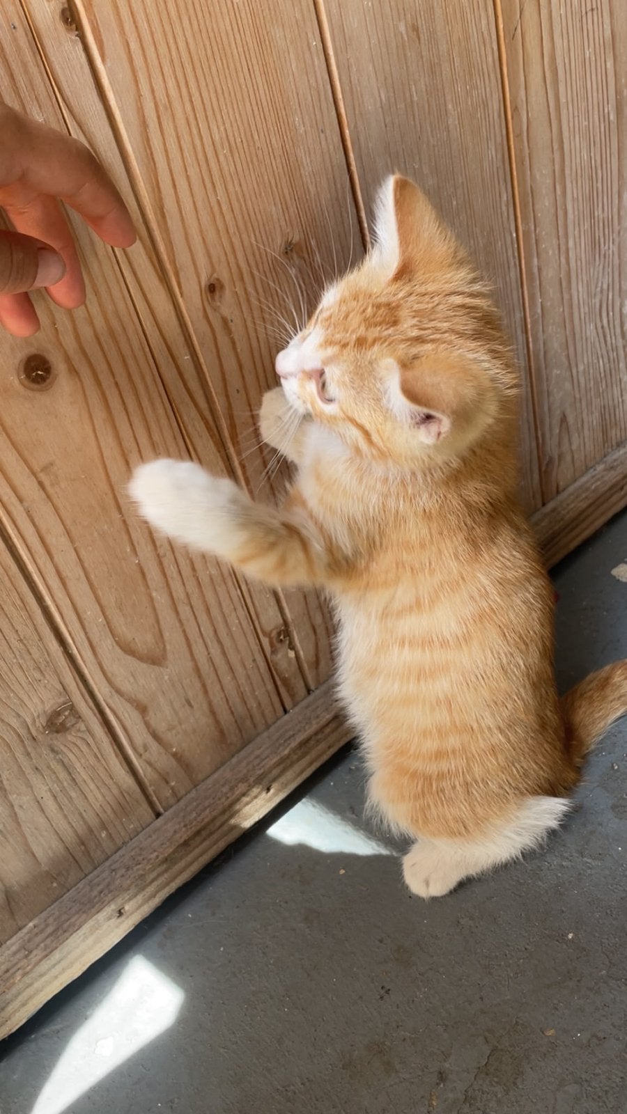 Kittens 2 months old