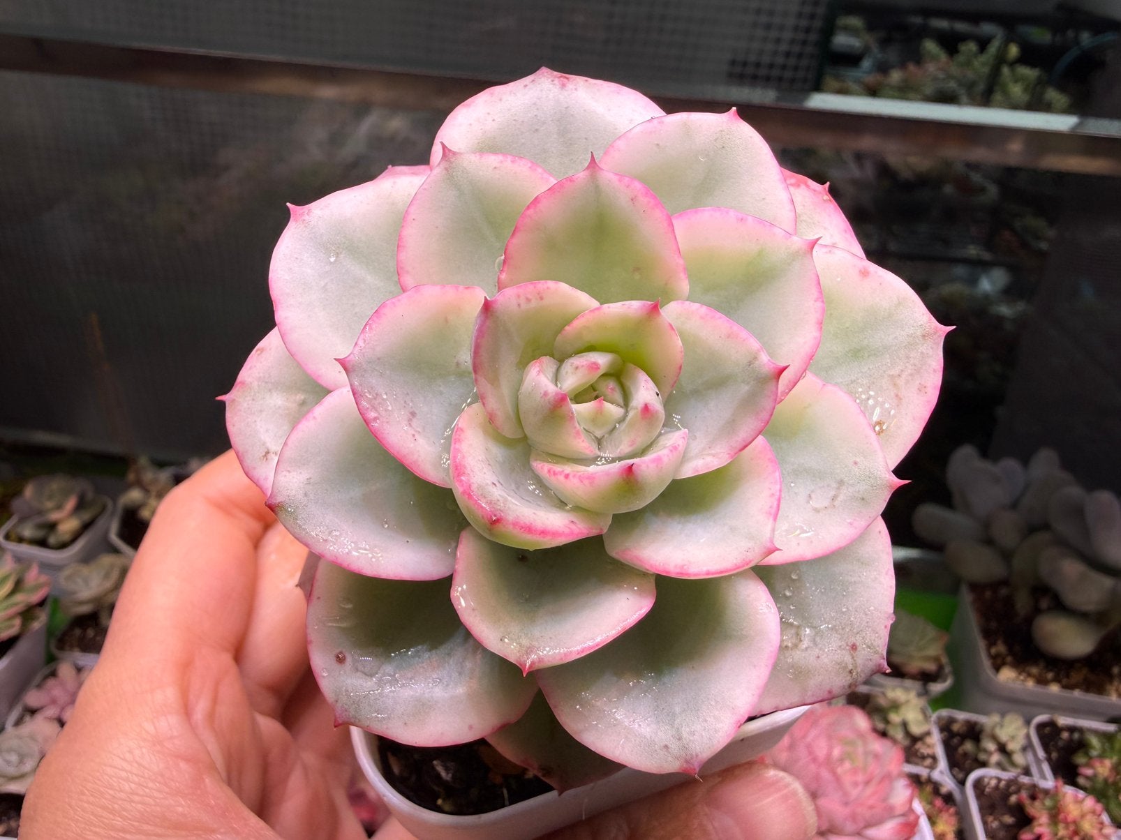 Echeveria Creamy Yellow Peach variegata/pot 7cm/vetplant, Huis en Inrichting, Ophalen of Verzenden, Halfschaduw, Minder dan 100 cm