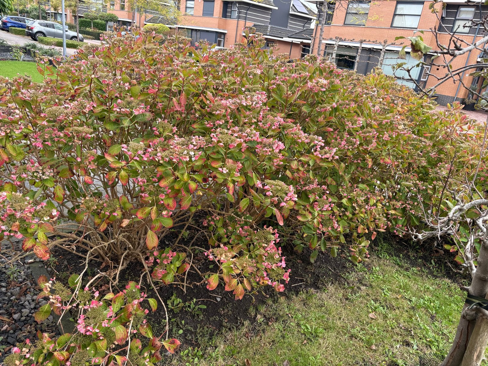 4 Grote Hortensia (Hydrangea) - Roze bloemen, Vaste plant, Halfschaduw, Zomer, Ophalen