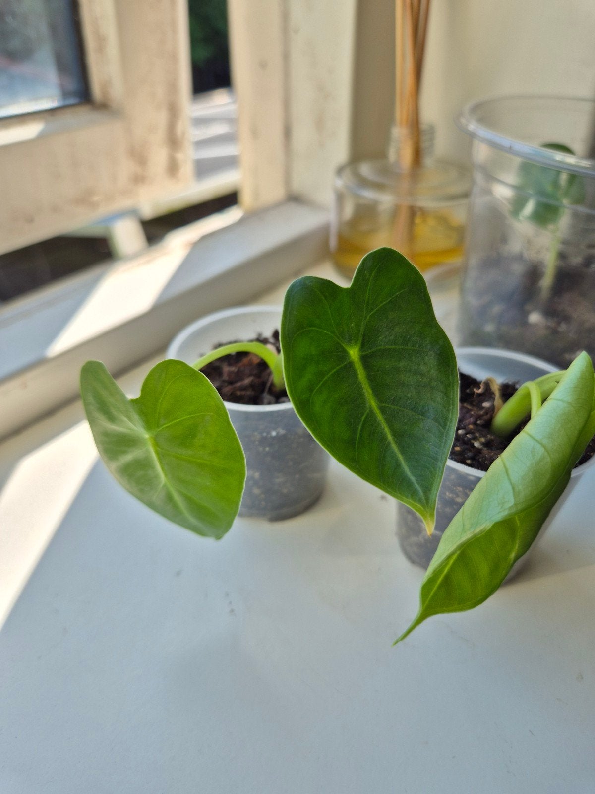 Alocasia Frydek Stekjes - Prachtige Fluweelzachte Bladeren, Ophalen, Vaste plant, Overige soorten, Volledige schaduw