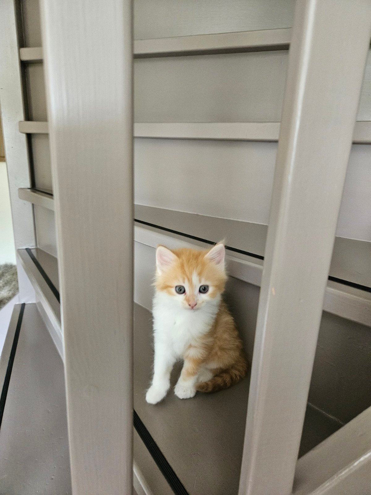 Kittens, Dieren en Toebehoren, Katten en Kittens | Overige Katten, Meerdere dieren