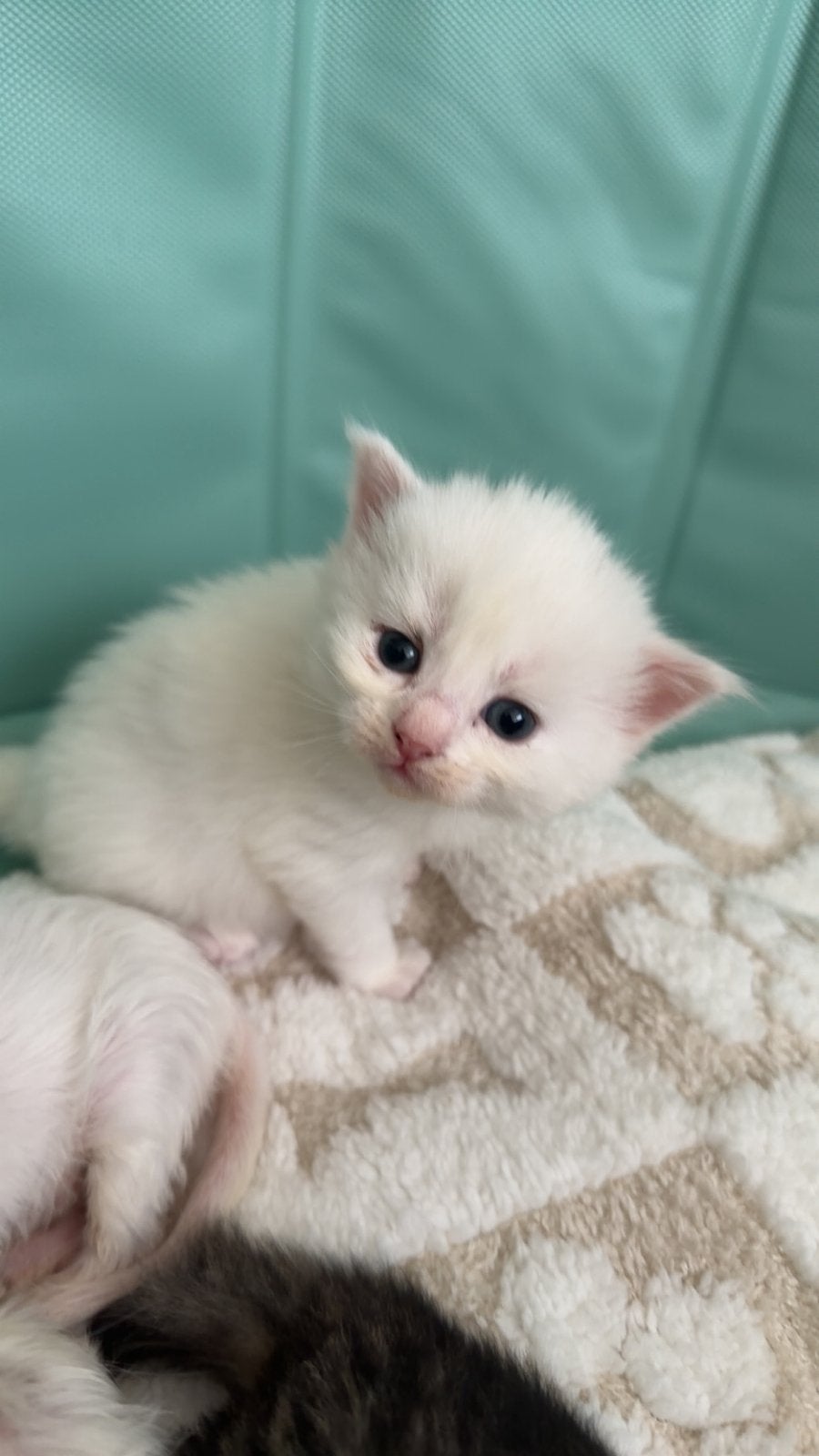 Prachtige Maine Coon kittens (3 OVER), Dieren en Toebehoren, Katten en Kittens | Raskatten | Korthaar, Meerdere dieren