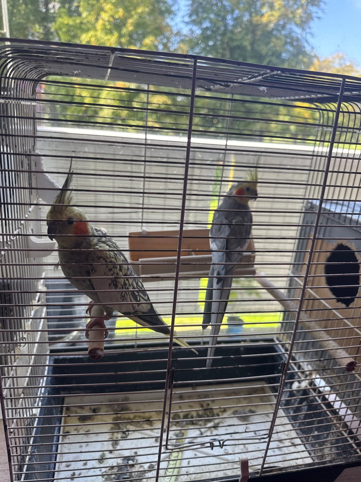 Vogels te koop, mannetjes en vrouwtjes.50, Meerdere dieren, Parkiet