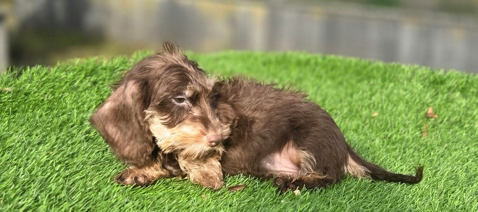 Te koop Ruwharige Dwergteckel pup (Tekkel), Nederland, Reu, 8 tot 15 weken, Dwerg