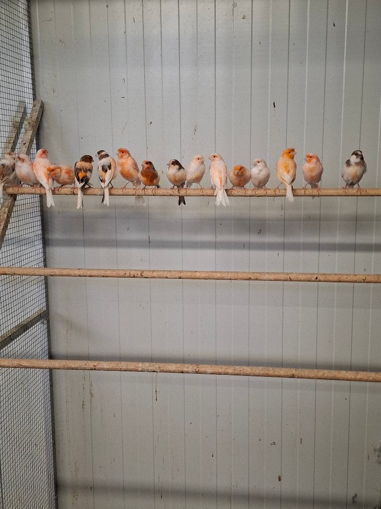 Harlekijn kanaries, Dieren en Toebehoren, Vogels | Kanaries, Meerdere dieren, Kleurkanarie