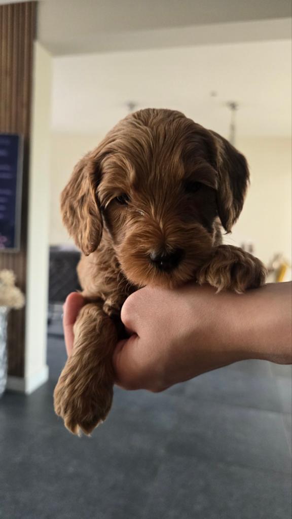 Labradoodle pups medium, Overige rassen, 8 tot 15 weken, Meerdere, Meerdere dieren