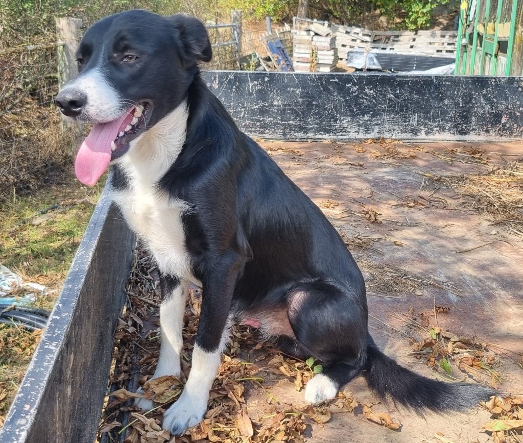 Rustig bordercollie haalt zelfstandig schapen op, Dieren en Toebehoren, Parvo, Sheepdog, Nederland, 15 weken tot 1 jaar