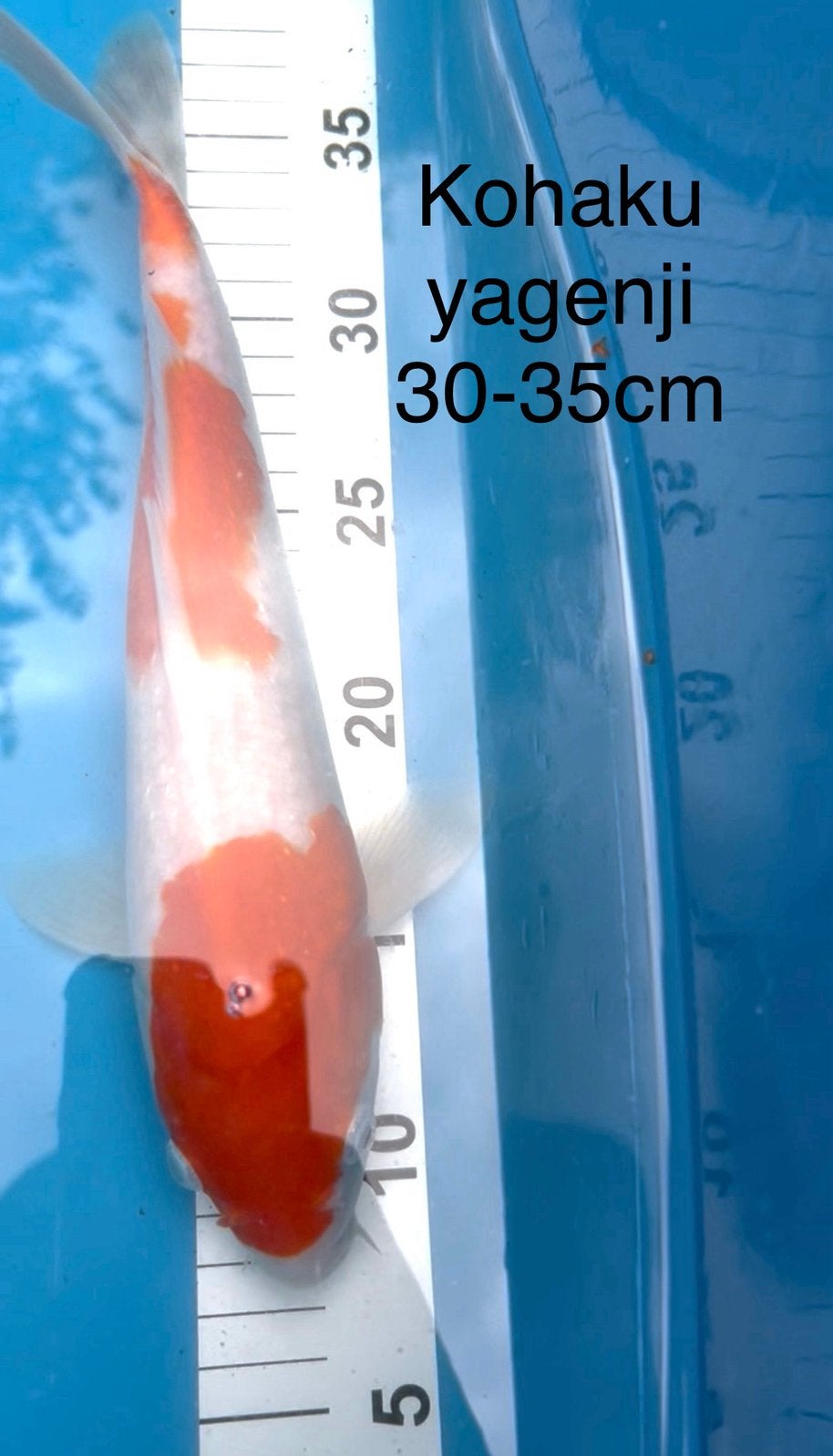 Kohaku Yagenji 31-35cm, Dieren en Toebehoren, Karper of Koi