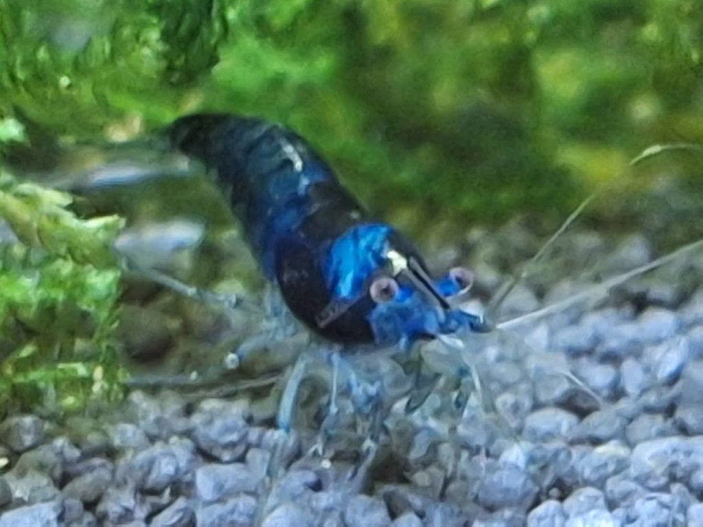 Blauwe dwerggarnalen, Dieren en Toebehoren, Vissen | Aquariumvissen, Kreeft, Krab of Garnaal