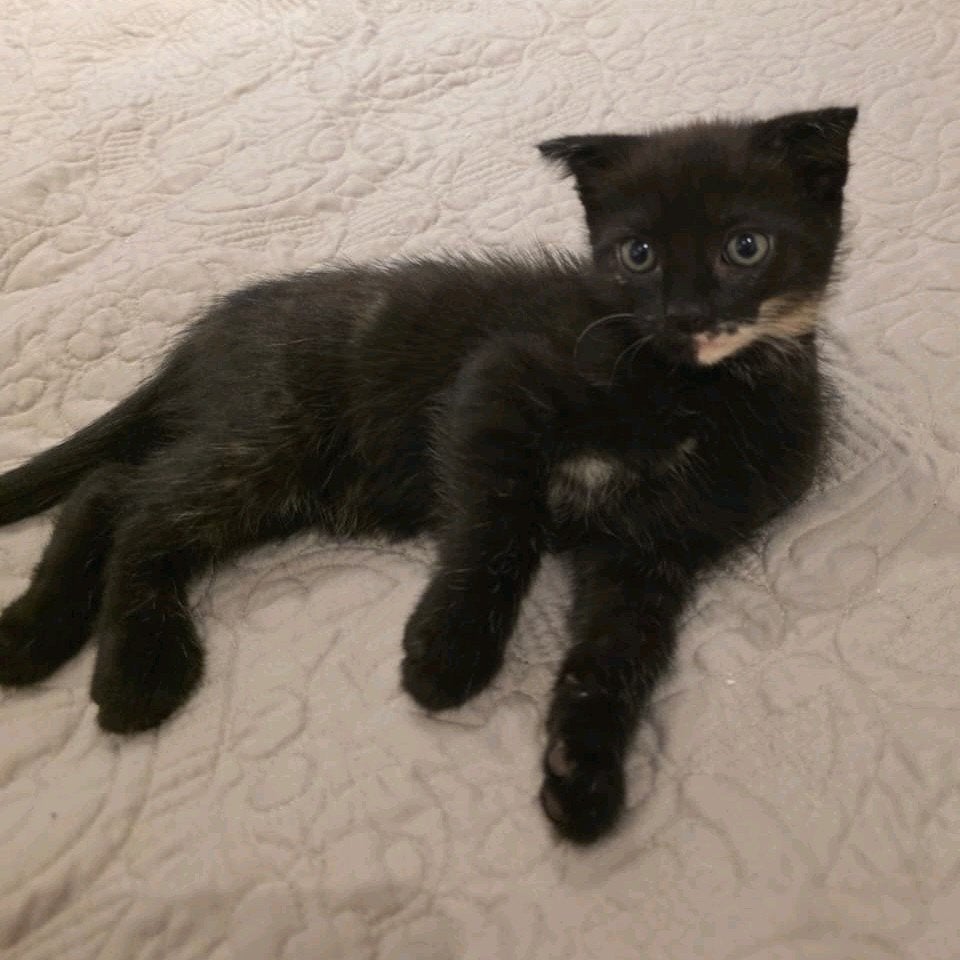 Deze lieve kitten is de laatste beschikbare, Poes, Kortharig, 0 tot 2 jaar
