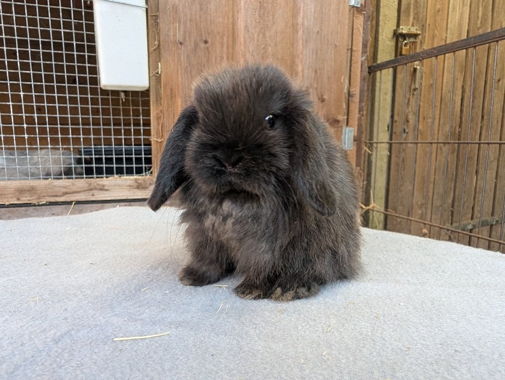 Leuke minilop voedsters, Dieren en Toebehoren, Konijnen, Meerdere dieren, Dwerg, Hangoor, 0 tot 2 jaar