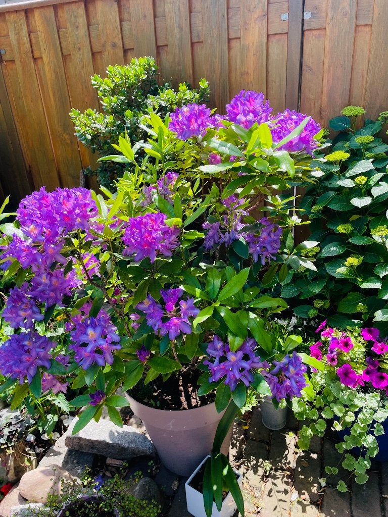 Grote Rhododendron in pot, Vaste plant, Halfschaduw, Zomer, Ophalen