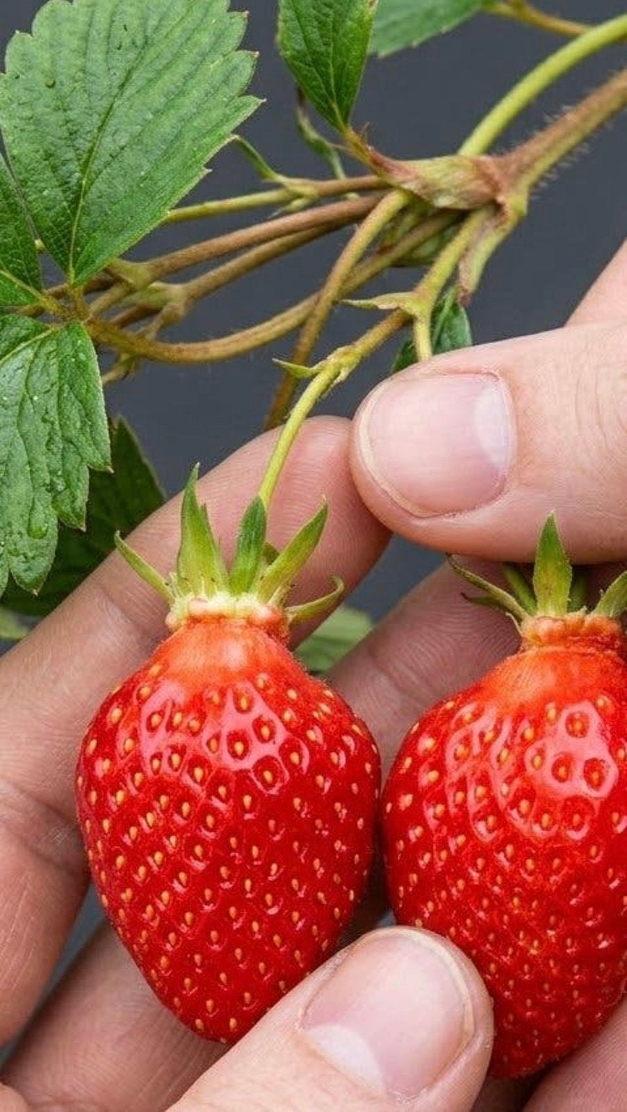 Aardbei planten - Keuze uit 18 verschillende soorten, Volle zon, Vaste plant, Ophalen of Verzenden, Zomer