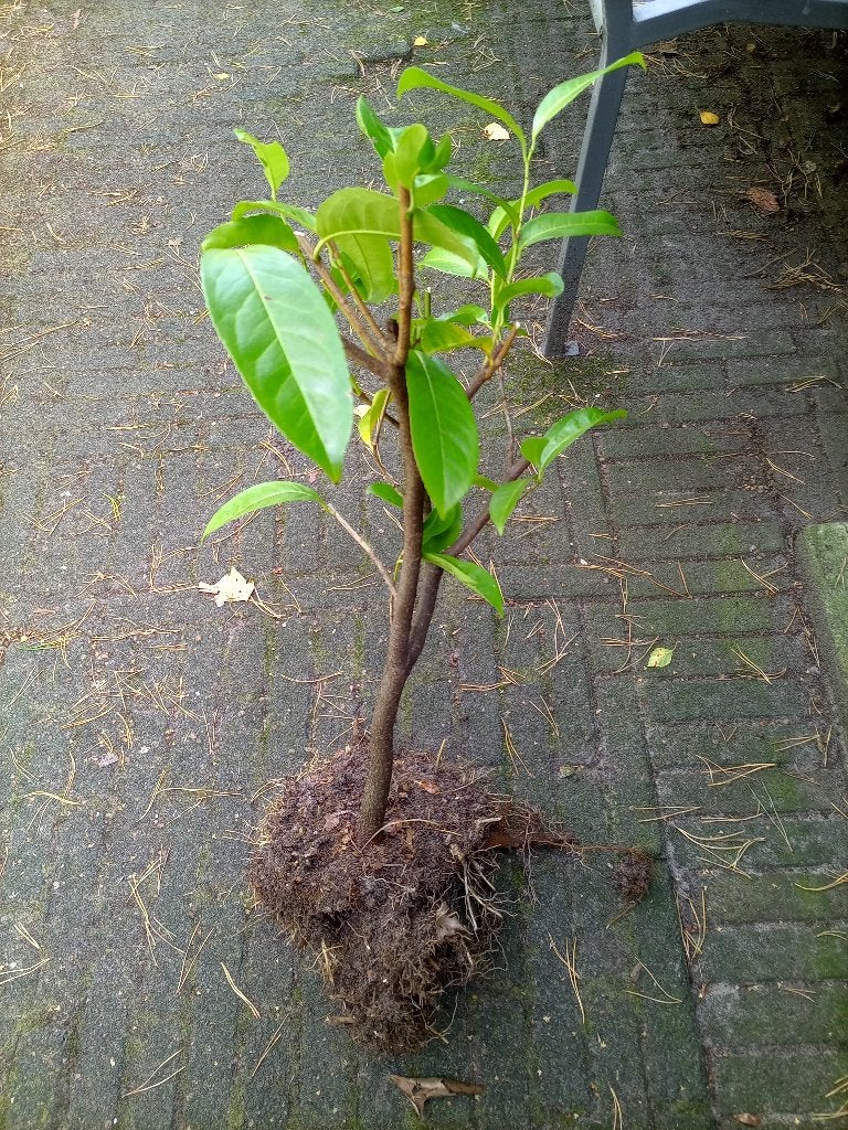 Tuinplant laurier, Ophalen, Overige soorten, Halfschaduw
