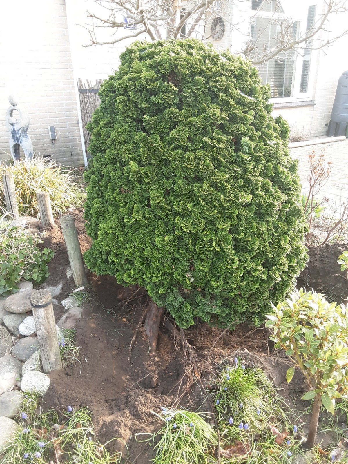Conifeer sier, Tuin en Terras, Ophalen, Bloeit niet, Vaste plant, Overige soorten