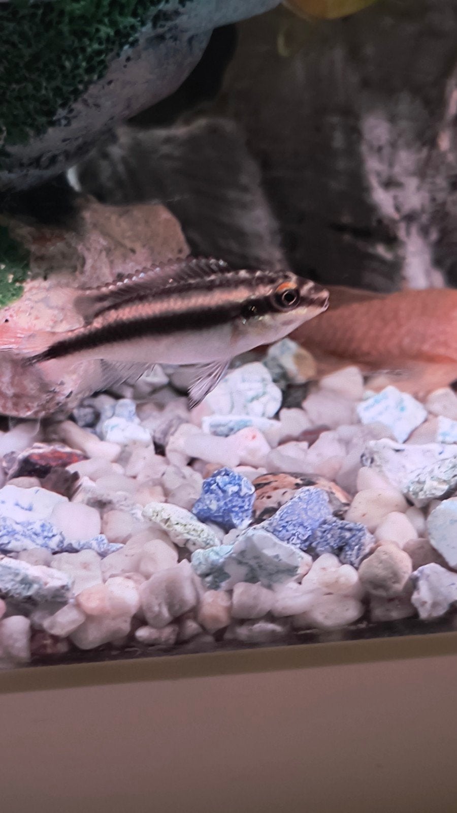 Kersenbuiken, Dieren en Toebehoren, Vissen | Aquariumvissen, Vis, Zoetwatervis
