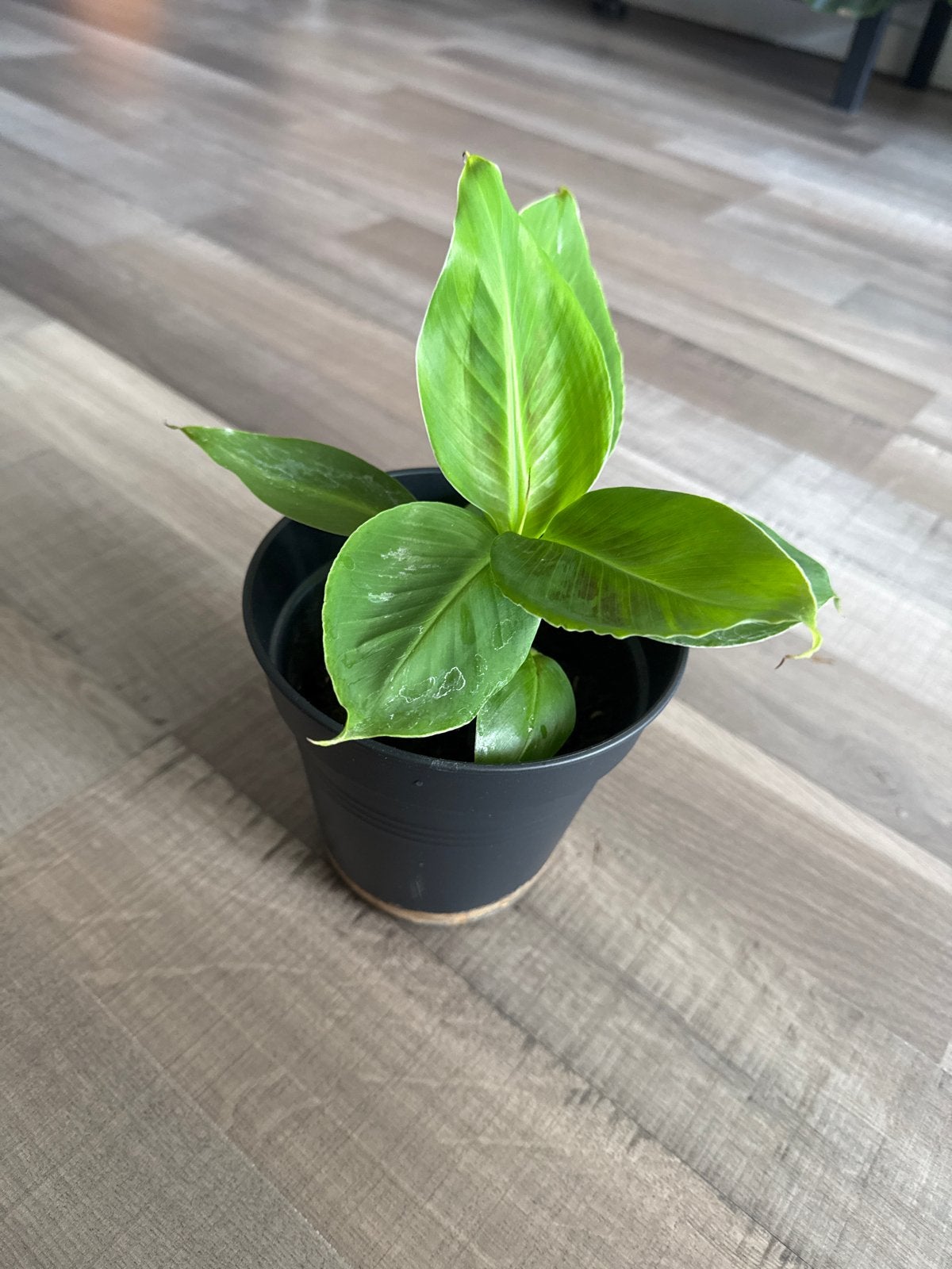 Musa Dwarf Cavendish - bananenplant in pot, Overige soorten, Ophalen of Verzenden, In pot, Minder dan 100 cm