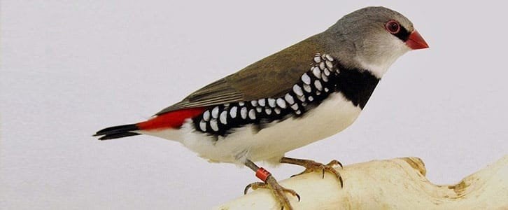 1-0 Diamantvink wildkleur, Dieren en Toebehoren, Vogels | Overige Vogels, Mannelijk, Tropenvogel, Geringd