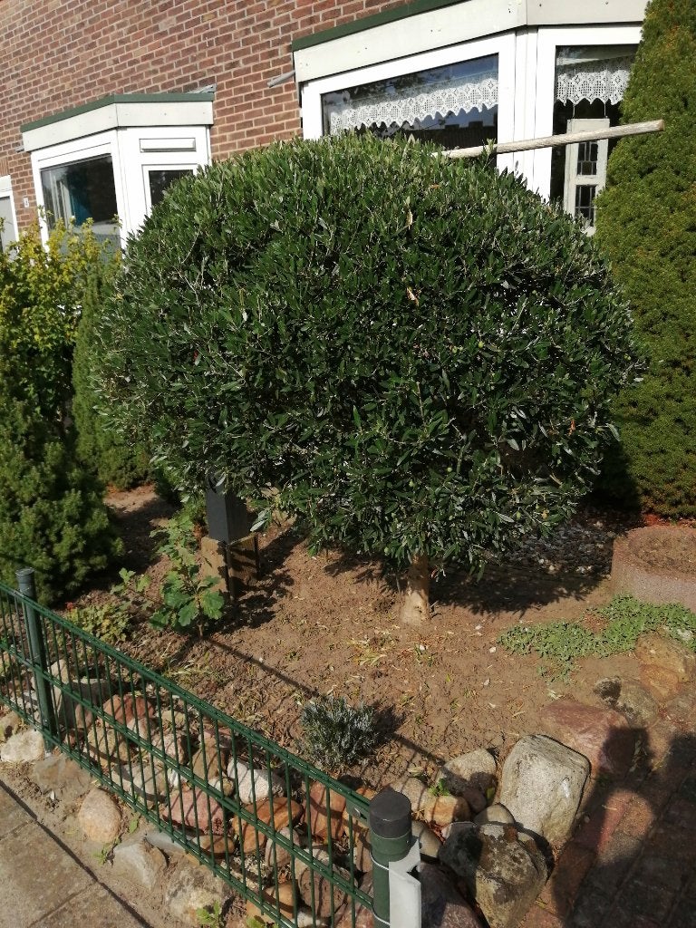 Olijfboom, Tuin en Terras, Bloeit niet, 100 tot 250 cm, Olijfboom, Ophalen