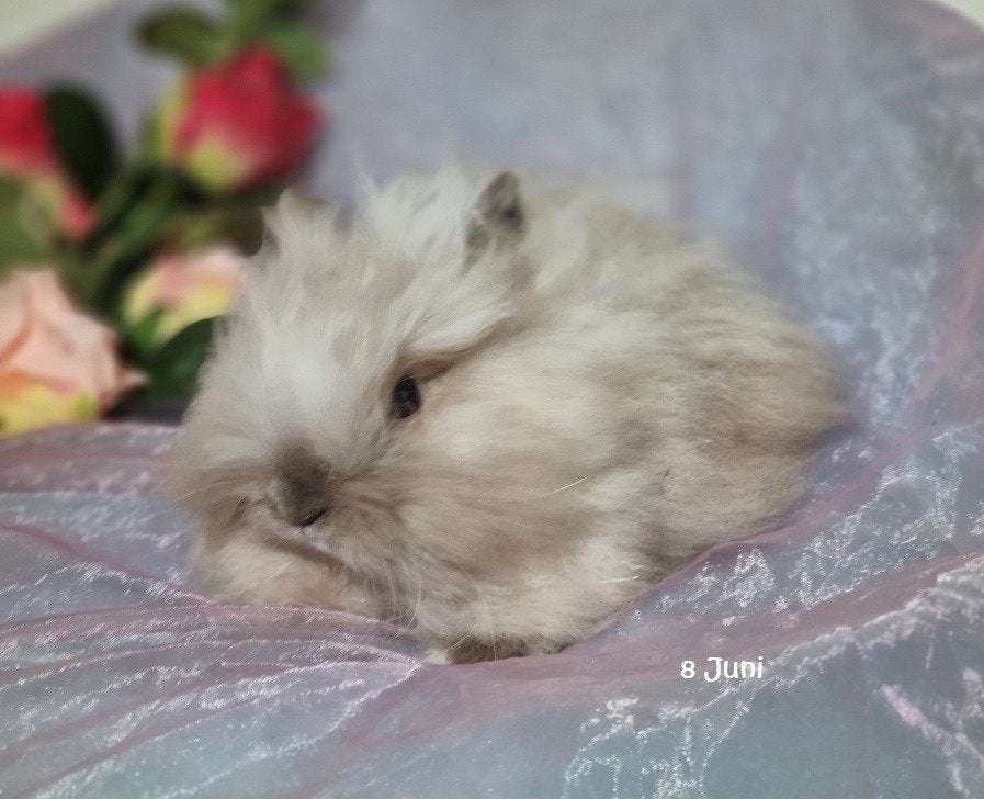 Teddywidder dwerghangoor ram 5 mnd gecastreerd, Mannelijk, Dwerg