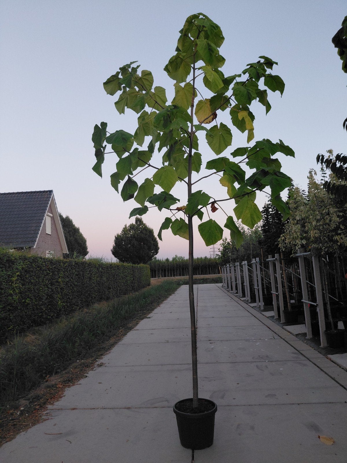 paulownia tomentosa, Bloeit niet, Overige soorten, 250 tot 400 cm, Ophalen