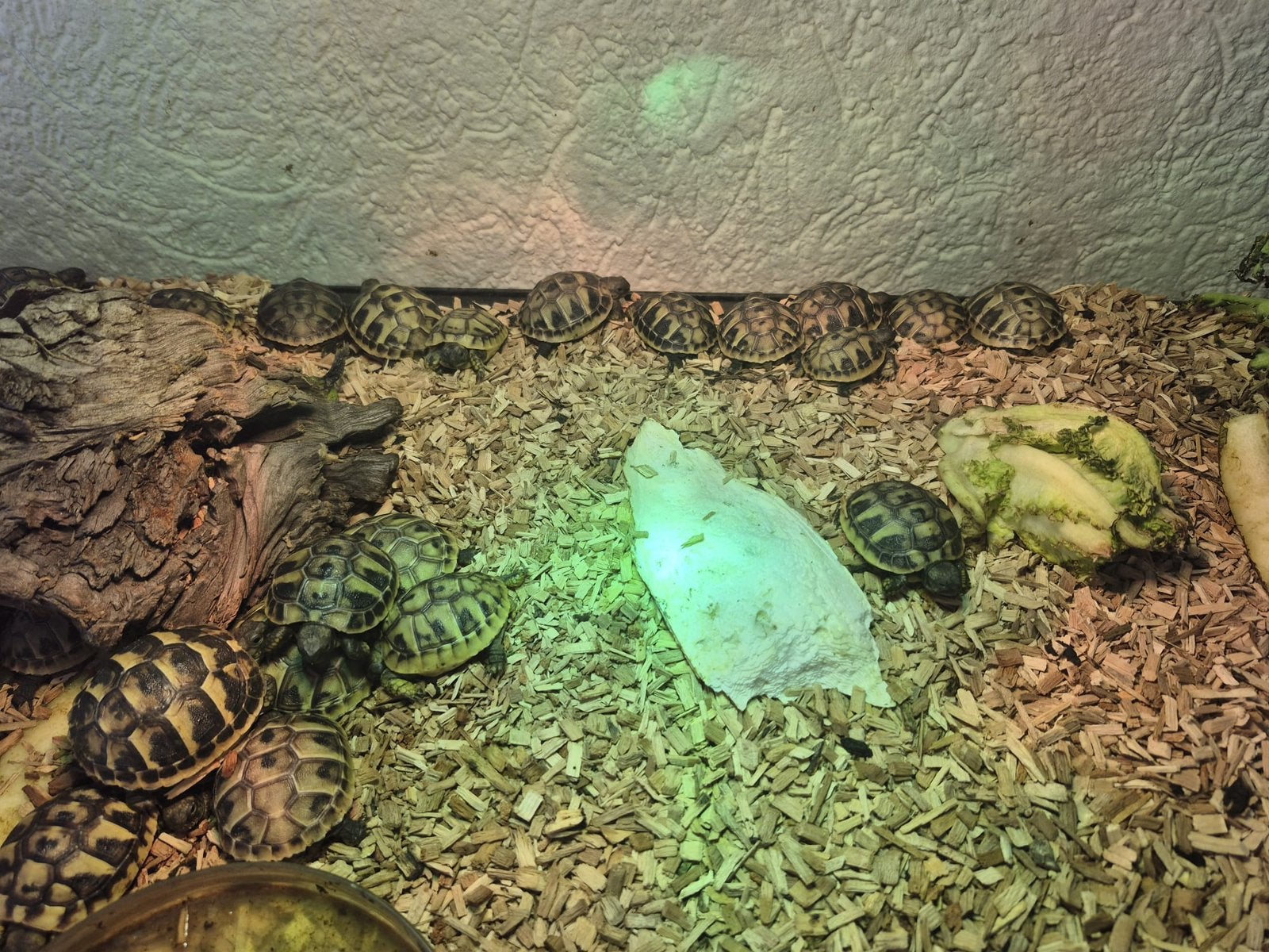 Griekse landschildpadjes, Dieren en Toebehoren, Reptielen en Amfibieën, Slang, 0 tot 2 jaar