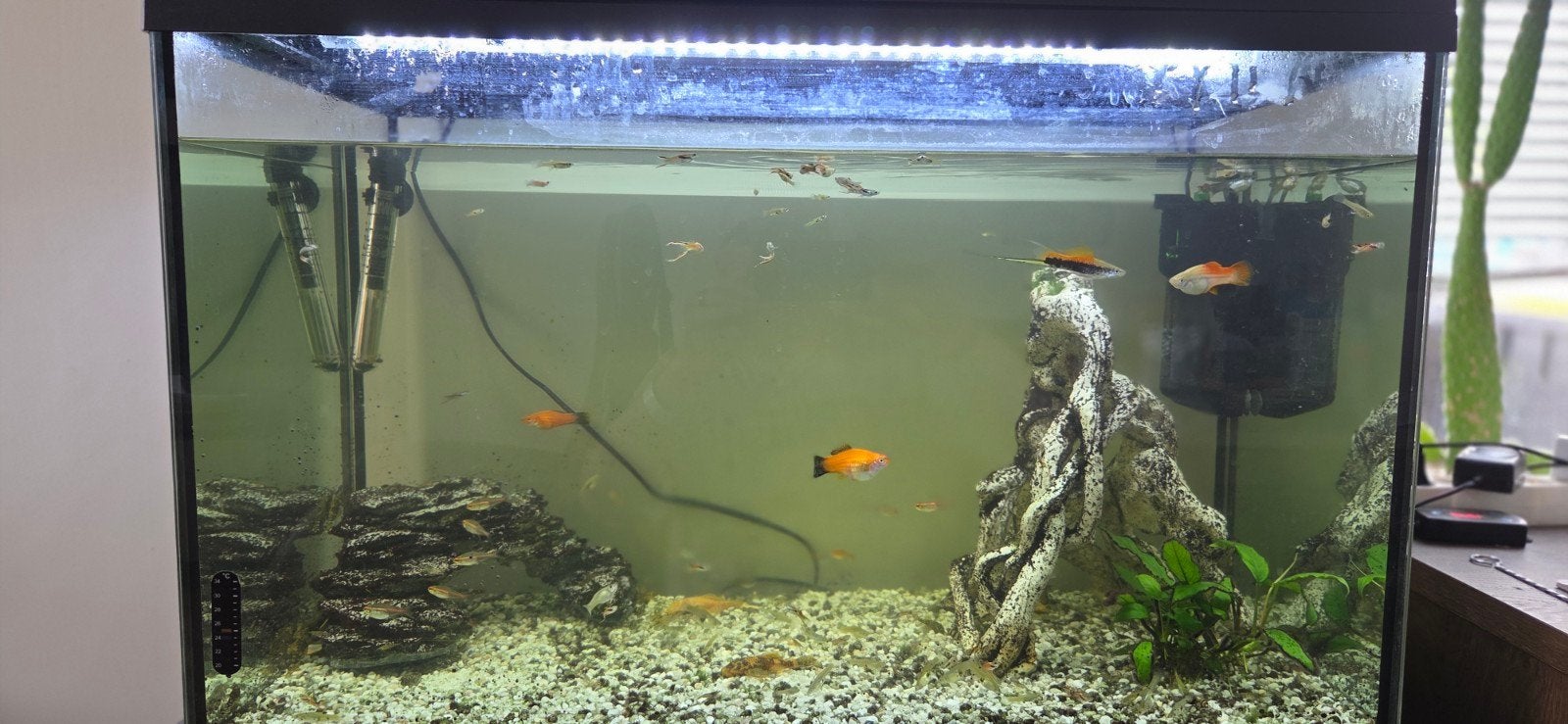 aquarium 80 bij 40 bij 50 hoog, Dieren en Toebehoren, Vis, Zoetwatervis