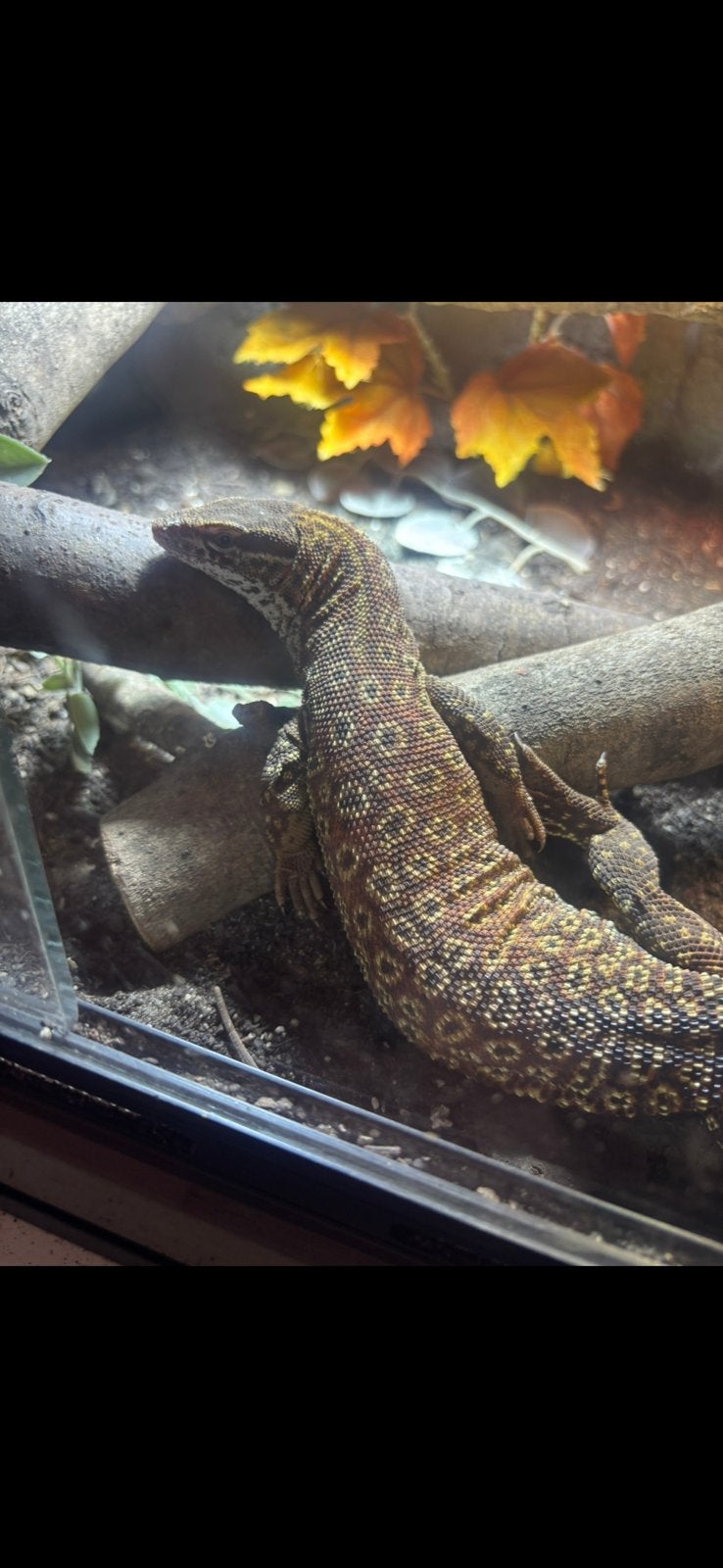 Ackiemonitor/stekelstaartvaraan - tam, jong & nieuwsgierig Monitor Lizard photo 3