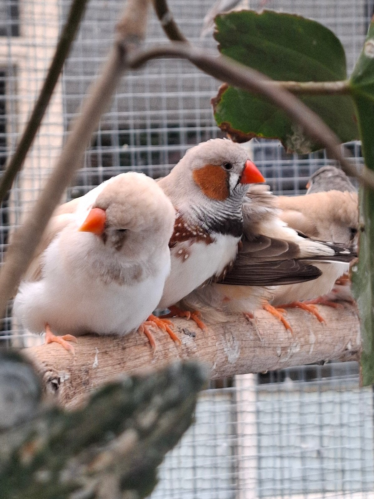 te koop zebravinken, Dieren en Toebehoren, Vogels | Overige Vogels, Meerdere dieren