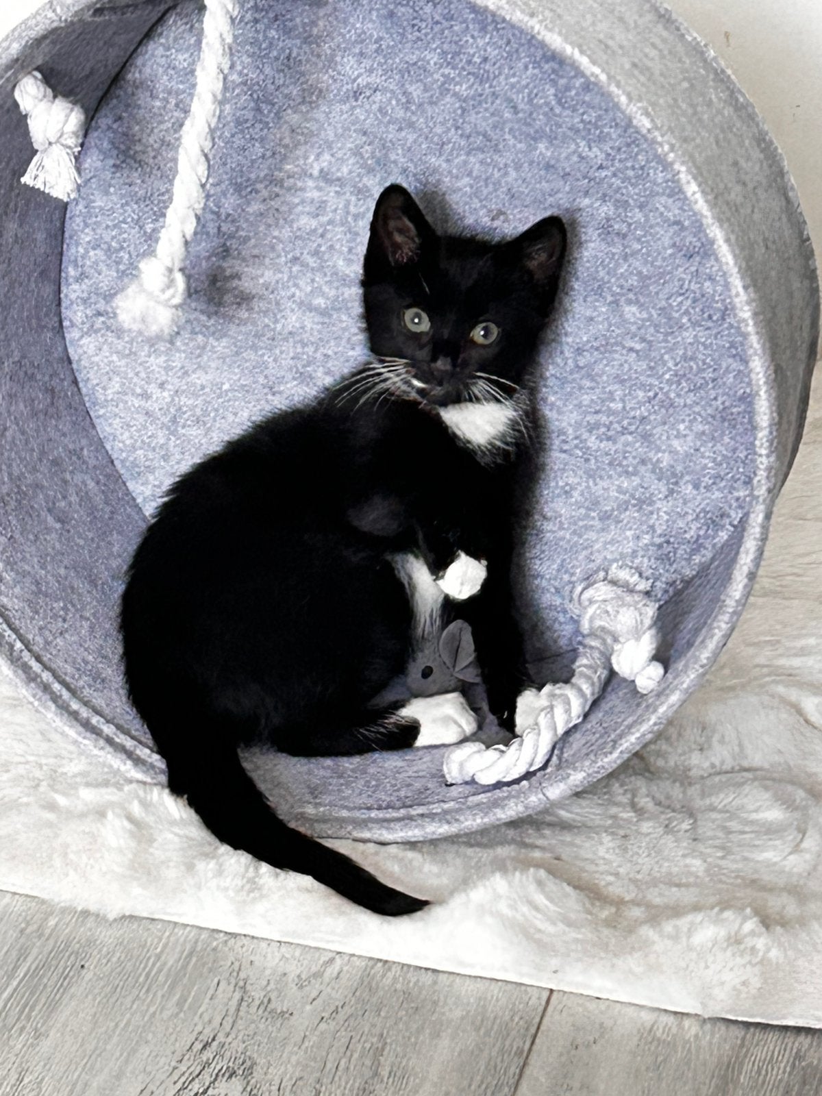Kitten 10 weken, Dieren en Toebehoren, Katten en Kittens | Overige Katten, Poes, Kortharig, 0 tot 2 jaar