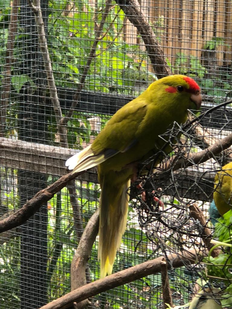 Kakarikis, Meerdere dieren, Parkiet